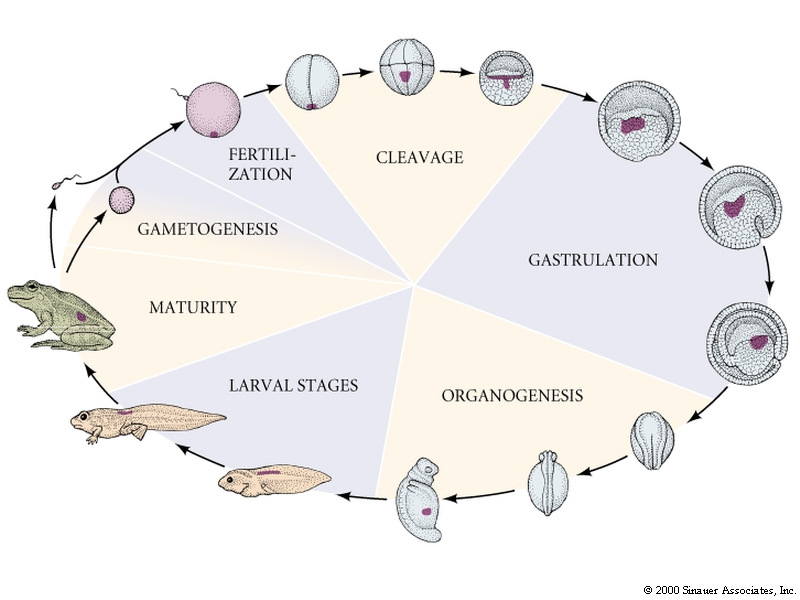 Developmental Biology 3230